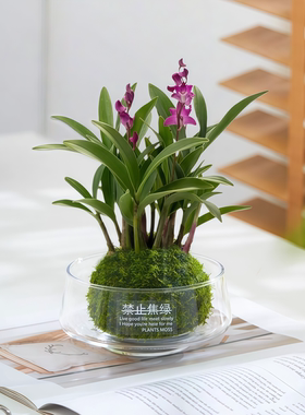 七彩花卉香水石斛兰盆栽四季好养苔藓球绿植室内桌面植物净化空气