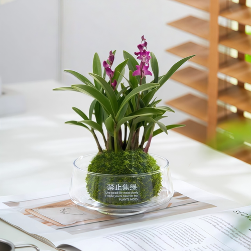 石斛兰绿植盆栽四季好养净化空气