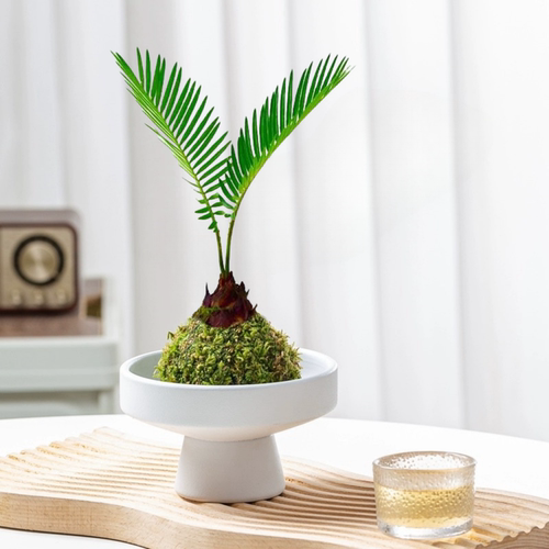 苔藓球铁树桌面好养有氧小绿植