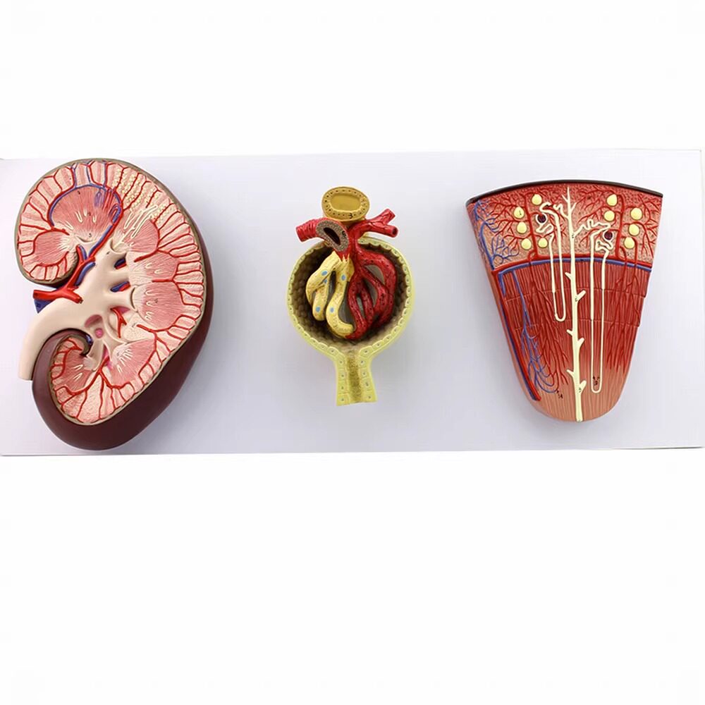 enovo颐诺人体肾脏肾单位肾小球模型泌尿系统解剖肾小管肾脏演示
