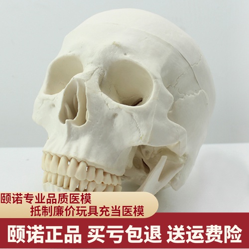 ENOVO颐诺医用纯白人体头骨模型亚洲头颅解剖标本骨骼骨架额骨骼 玩具/童车/益智/积木/模型 其他模型玩具 原图主图