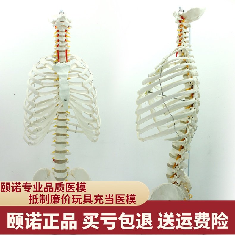 enovo颐诺医学人体脊柱胸廓结构模型脊椎胸肋骨胸腔正骨教学玩具