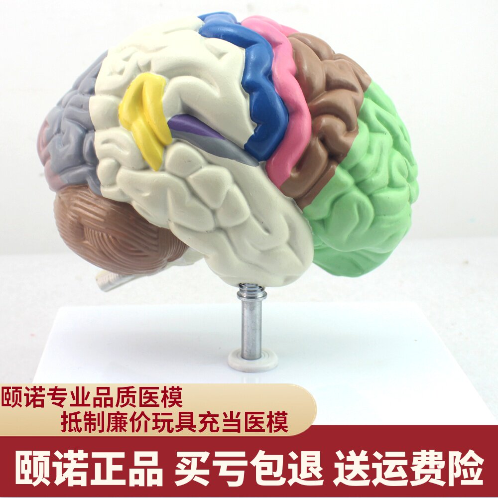 enovo颐诺医学人体大脑功能分区模型皮质结构端脑半球组织神经科