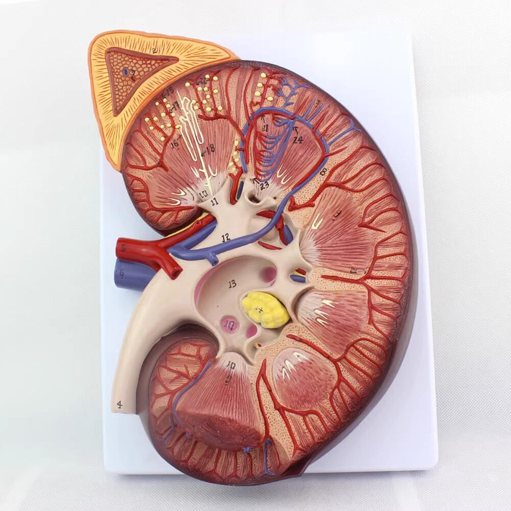 enovo颐诺医学人体3倍肾脏解剖生殖泌尿内外男科生殖健康内科演示