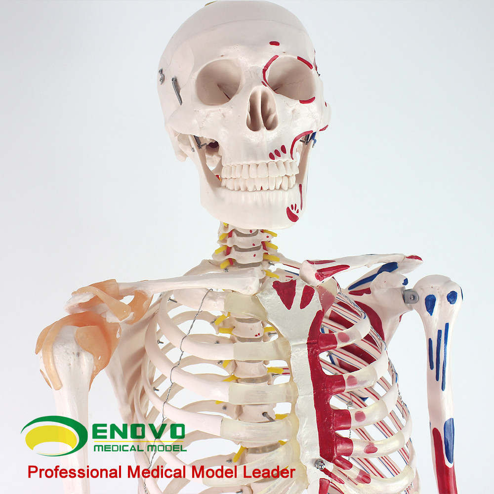 enovo颐诺人体170cm骨骼附肌肉标识韧带骨架标本骨骼模型医学用