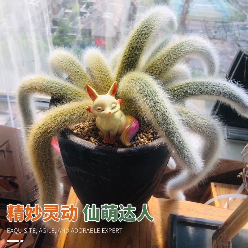 九尾狐多肉正版长软毛品种开花可垂吊型室内阳台绿植盆栽稀有植物,鲜花速递/花卉仿真/绿植园艺,绿植,淘宝优惠券,粉丝福利购,淘宝优惠卷