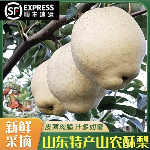 山农酥梨脆甜无渣皮薄肉厚耐储存