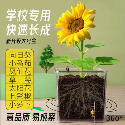 向日葵种植观察盆栽~新升级大号~