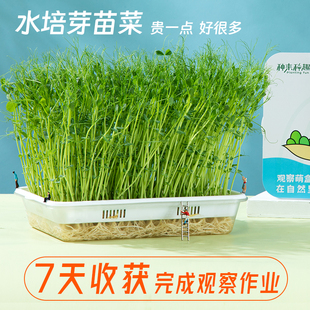 水培芽苗菜种植盆无土栽培豆芽育苗盘豌豆苗种子儿童水培观察盒