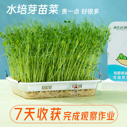 种来种趣水培芽苗菜种植观察盒