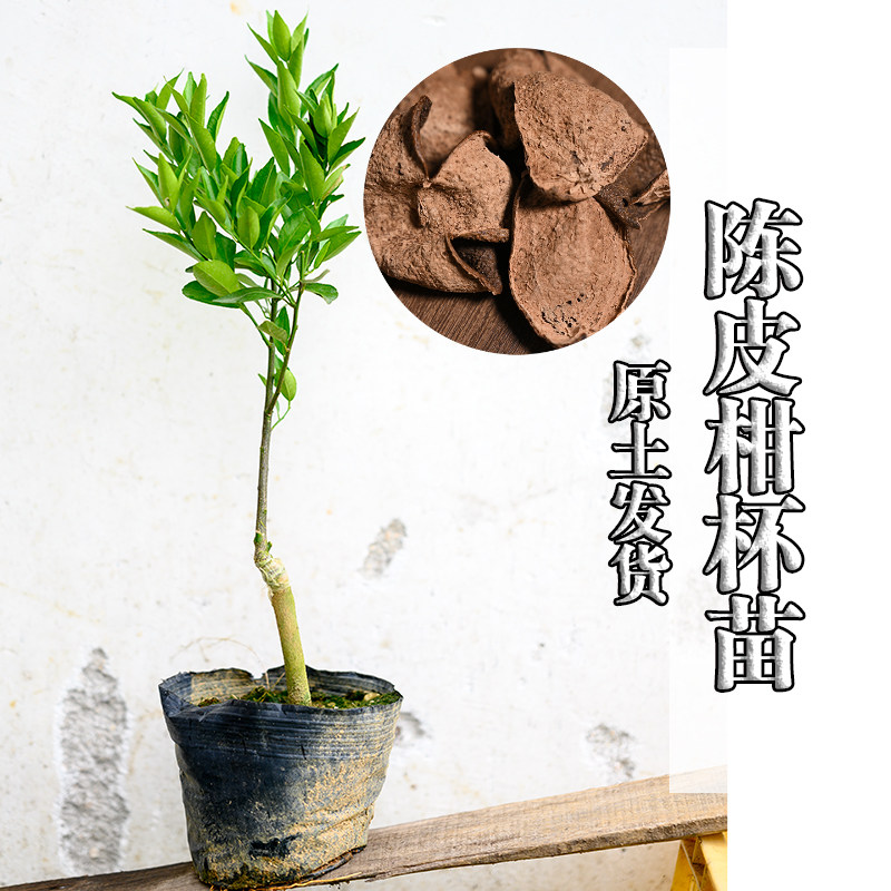 【 新会陈皮柑杯苗】 茶枝柑苗地栽小青柑嫁接苗南方植物桔子树苗