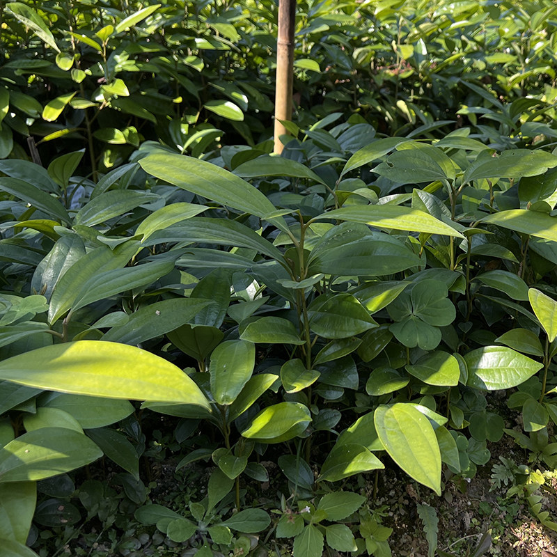 高要西江肉桂皮树苗 正宗高要油桂肉桂树苗 广东肇庆发货保证正宗
