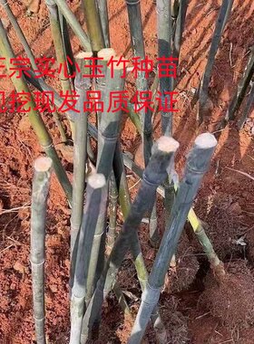木竹实心竹子实心玉竹苗实心竹子苗把件原料实心玉竹种子种苗