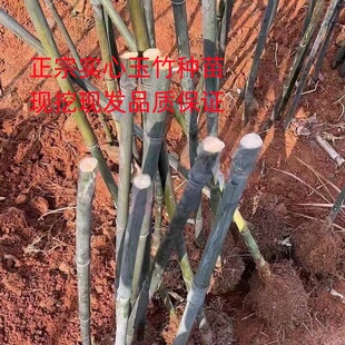 木竹实心竹子实心玉竹苗实心竹子苗把件原料实心玉竹种子种苗