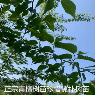 青檀树苗 朴树树苗 翼朴树小苗 小叶朴树苗 庭院行道绿化工程树苗
