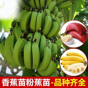 香蕉树苗芭蕉树小米蕉苗粉蕉皇帝