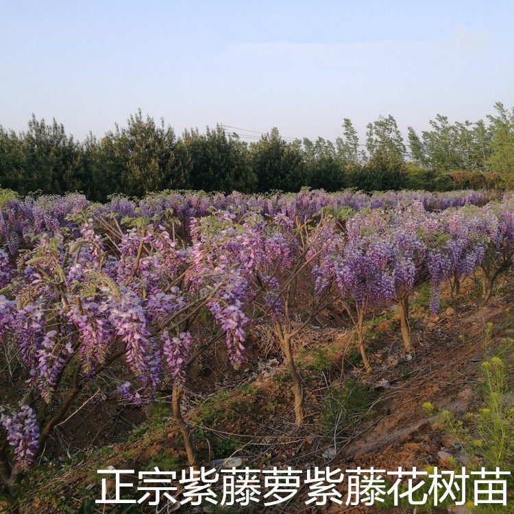 紫藤花树苗爬藤攀爬庭院围墙四季