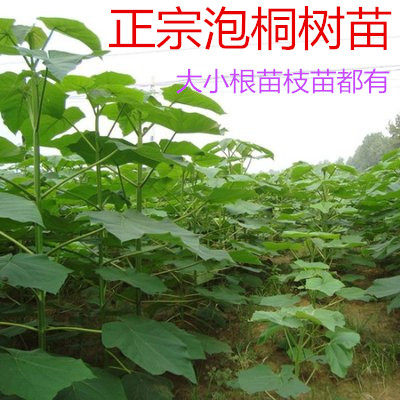 泡桐树苗 泡桐苗 泡桐小苗 各种规格 泡桐根 各种庭院绿化工程苗图片