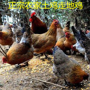 正宗老母鸡土鸡农家散养柴鸡草鸡走地鸡现杀新鲜笨鸡粮食用农产品