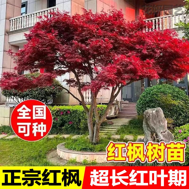 正宗日本红枫树苗盆栽中国红枫大树庭院四季红舞姬盆景红叶观赏树图片
