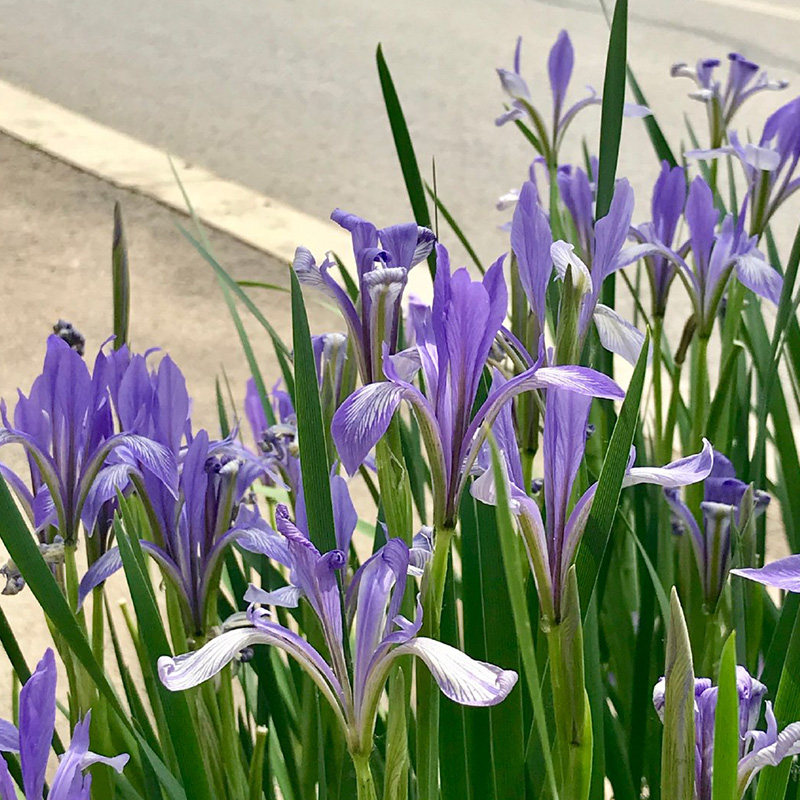 马蔺马兰马莲花苗庭院景观园林绿化观赏宿根花卉阳台楼顶易活耐寒