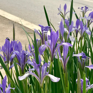 马蔺马兰马莲花苗庭院景观园林绿化观赏宿根花卉阳台楼顶易活耐寒