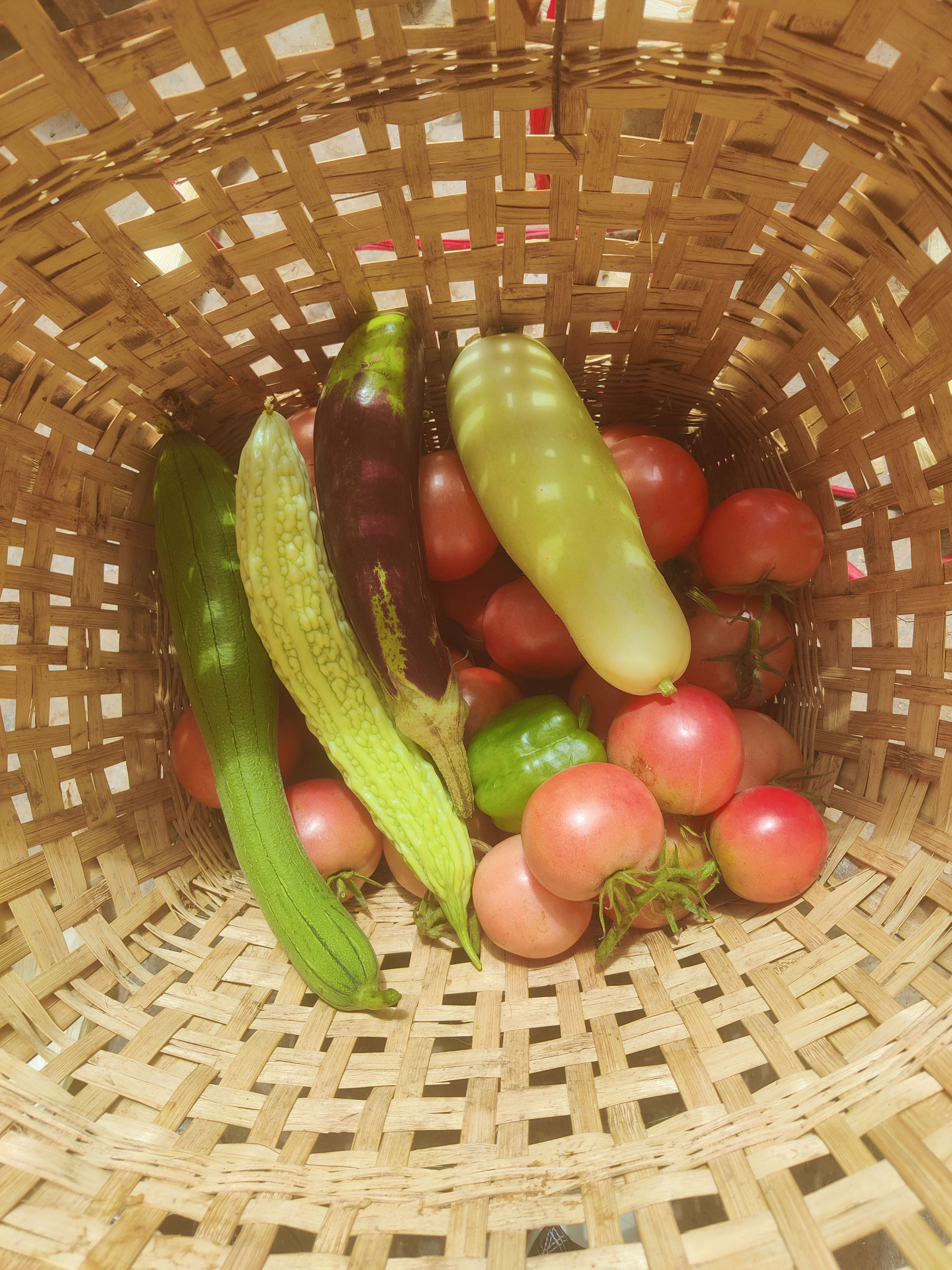 农家新鲜蔬菜四川时令蔬菜自选混其它