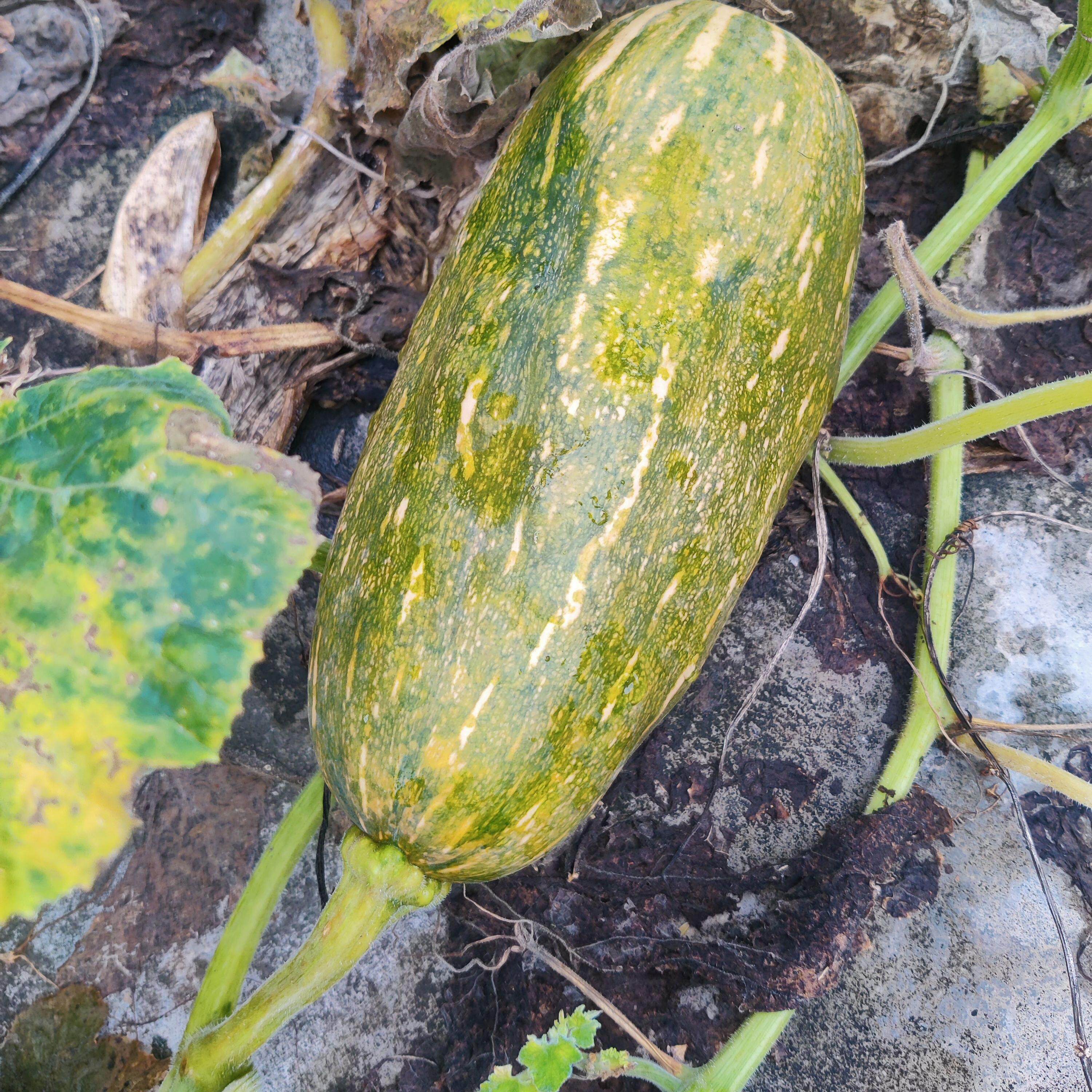 新鲜嫩南瓜长南瓜小窝瓜青南瓜迷你小南瓜长条老南瓜农家自种