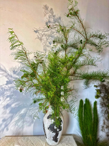 落羽杉&池杉果