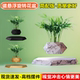 反重力自动旋转磁悬浮花盆情绪稳定办公桌家居摆件花草植物装 饰品
