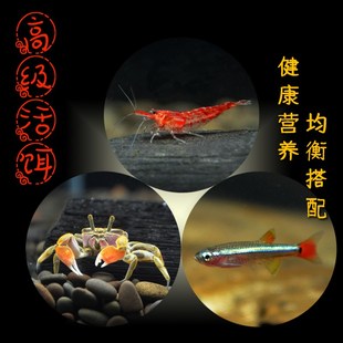 宝贝雷龙鱼活体的价格