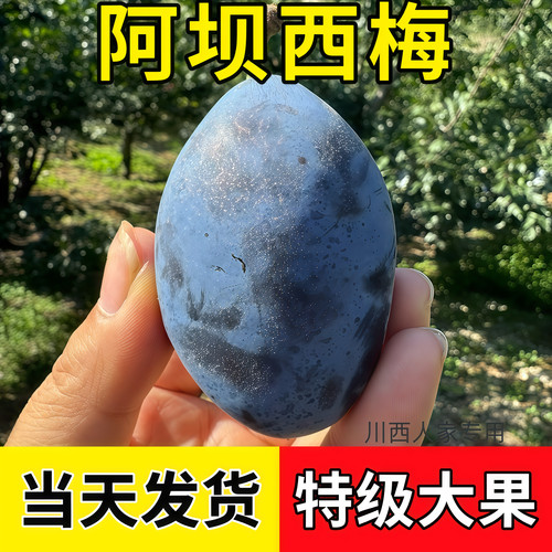 四川阿坝州小王子汶川西梅茂县蓝蜜西梅理县九寨沟四姑娘山特产