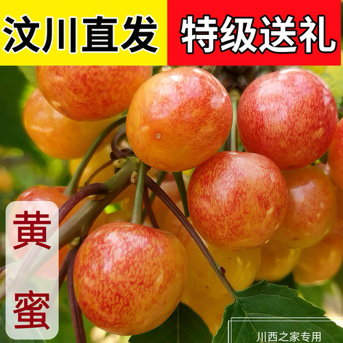 正宗汶川冰湖黄水晶黄蜜樱桃阿坝州车厘子甜樱桃大樱桃理县茂县的
