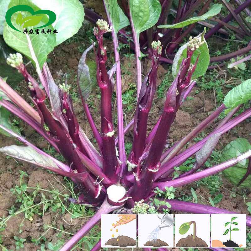 常丰四季红菜苔种子 农田菜园肉厚嫩脆清香红色四九菜心蔬菜籽