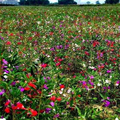 夏季种籽花凤仙花子指甲四季室外花种庭院花卉开花植物花籽