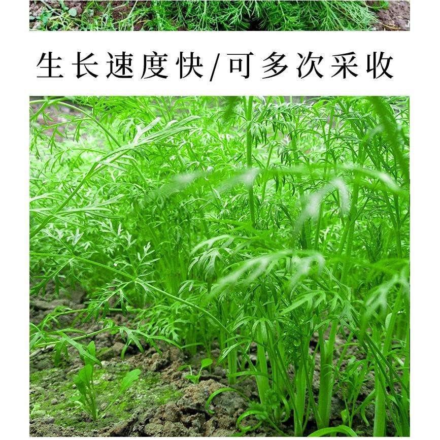 割茬小茴香菜种子小怀香种籽香丝菜大全四季阳台盆栽易种蔬菜种子