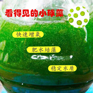 小球藻藻种浓缩藻种海水轮虫开口饵料小球藻改善水质