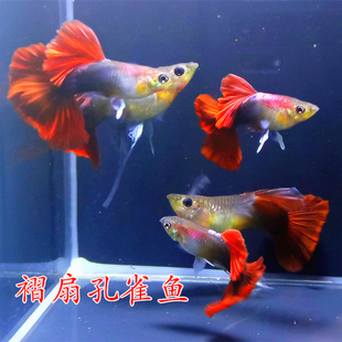 巴西红扇孔雀鱼巴西褶扇孔雀鱼种鱼纯种观赏鱼小型鱼热带鱼胎生鱼