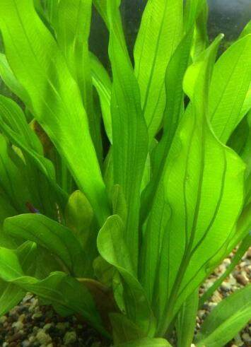 皇冠水草 长叶九皇冠 造景水草 观赏水草 水草活体