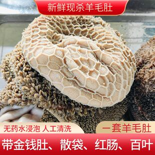 5斤生羊净肚内蒙古免洗干净羊肚绵羊肚整套羊肚清真羊肉金钱肚