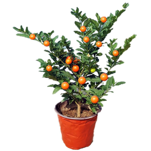 观果植物盆栽冬珊瑚吉庆果看樱桃珊瑚豆耐寒多年生四季结果绿植