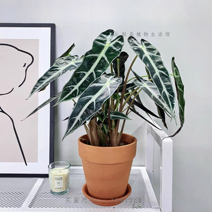 大仙女小仙女海芋竹芋室内盆栽桌面黑叶观音莲非洲面具绿植物网红