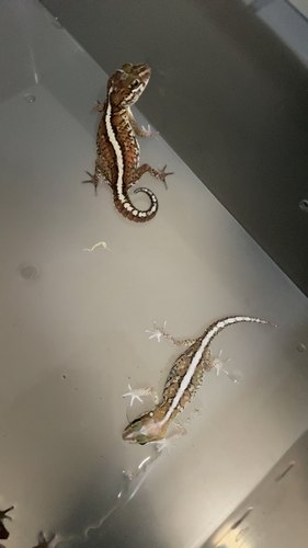 亚成豹猫守宫苗子随机发全品健康 包活到家  收到拍开箱视频售后