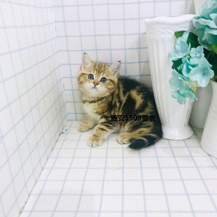12月更新 英短金虎斑DD宠物猫活体幼崽幼猫 公猫可爱家庭繁育健康