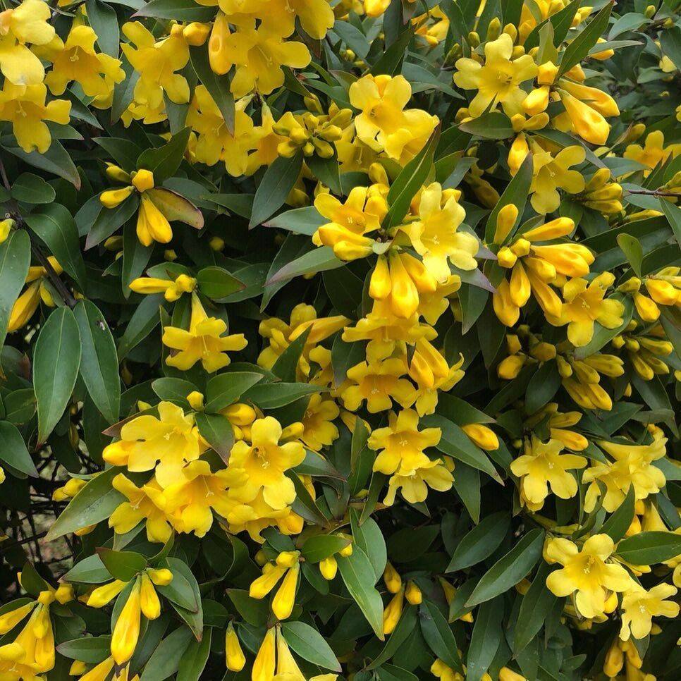 法国香水藤茉莉花好养耐寒爬藤飘香花期长室内外阳台庭院藤蔓植物