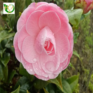 精品宫粉茶花带苞  又名美人面 四季绿植花卉客厅阳台盆栽 小桃红