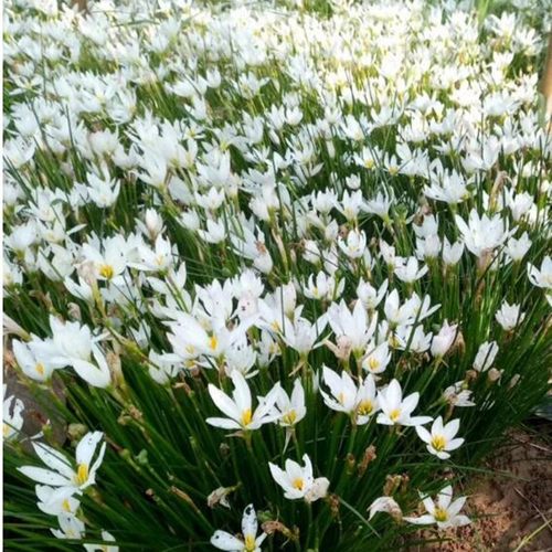 葱兰花苗韭兰风雨兰种球花卉葱莲多年生耐寒四季播种庭院绿化花苗