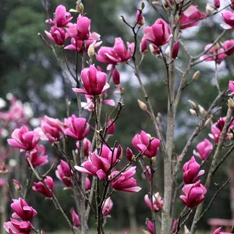 玉兰花苗盆栽紫玉兰树苗红白黄玉兰南北方种庭院耐寒花卉绿化苗木