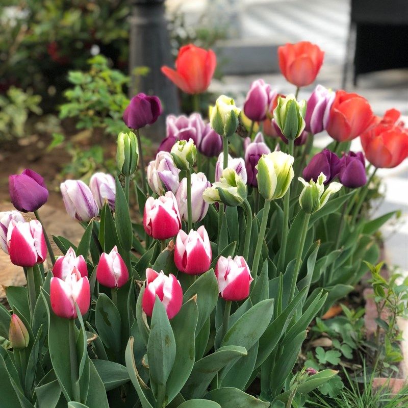 tulips Seed ball Potted plant Flower seeds indoor Four seasons Soil culture Water to keep flowers Hyacinth Narcissu Big ballin the Flower delivery/Flowers simulation/Plants gardening , Flowers/Fruits and vegetables/Lawn seed (New) , Bulbs  category - from Buy2taobao.com to provide professional Taobao agent buy service