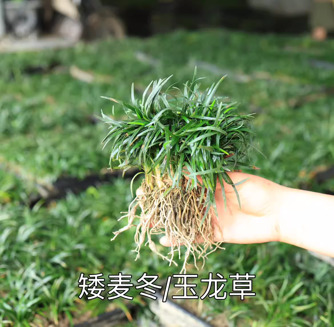 金边麦冬草阔叶苗耐阴耐寒常青庭院绿化盆栽植物常绿玉龙草矮麦冬